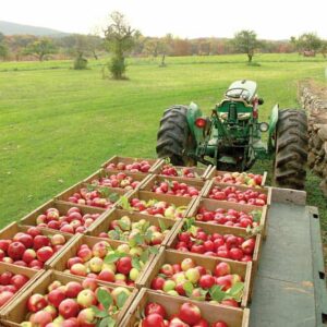 buckets of apples in orange county ny