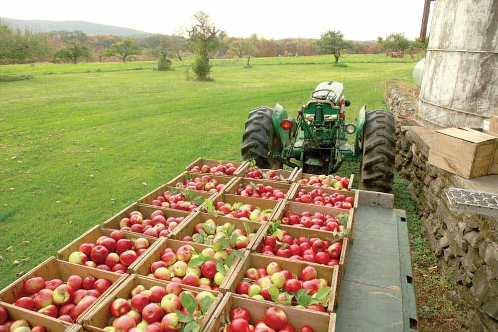 buckets of apples in orange county ny