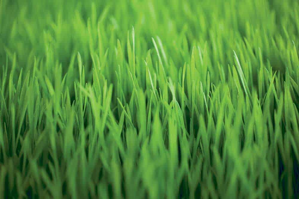 grass growing